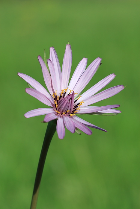 Tragopogon porrifolius